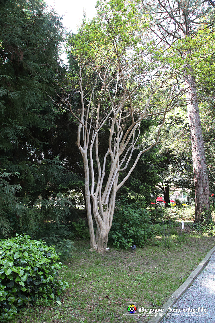 VBS_1513 - Castello di Miradolo - Mostra Oltre il giardino l'Abbecedario di paolo Pejrone.jpg